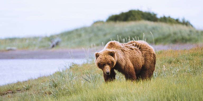 A grizzly bear walking in the tall grass next to a large river 