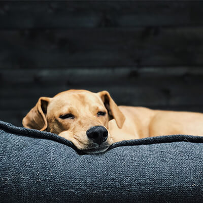 A medium-sized golden colored dog sleeping on a navy-blue dog bed 