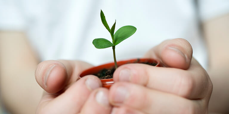 Two hands cupped together to hold a small succulent plant in a pot 