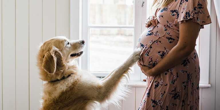 A golden retriever putting its paw on a pregnant woman's belly in front of a window