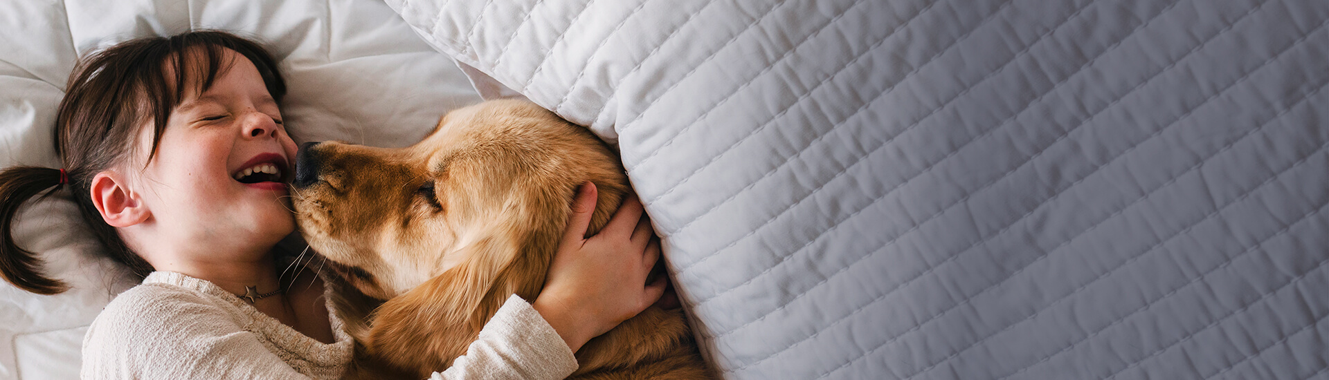A young girl and her golden retriever dog laying in bed together