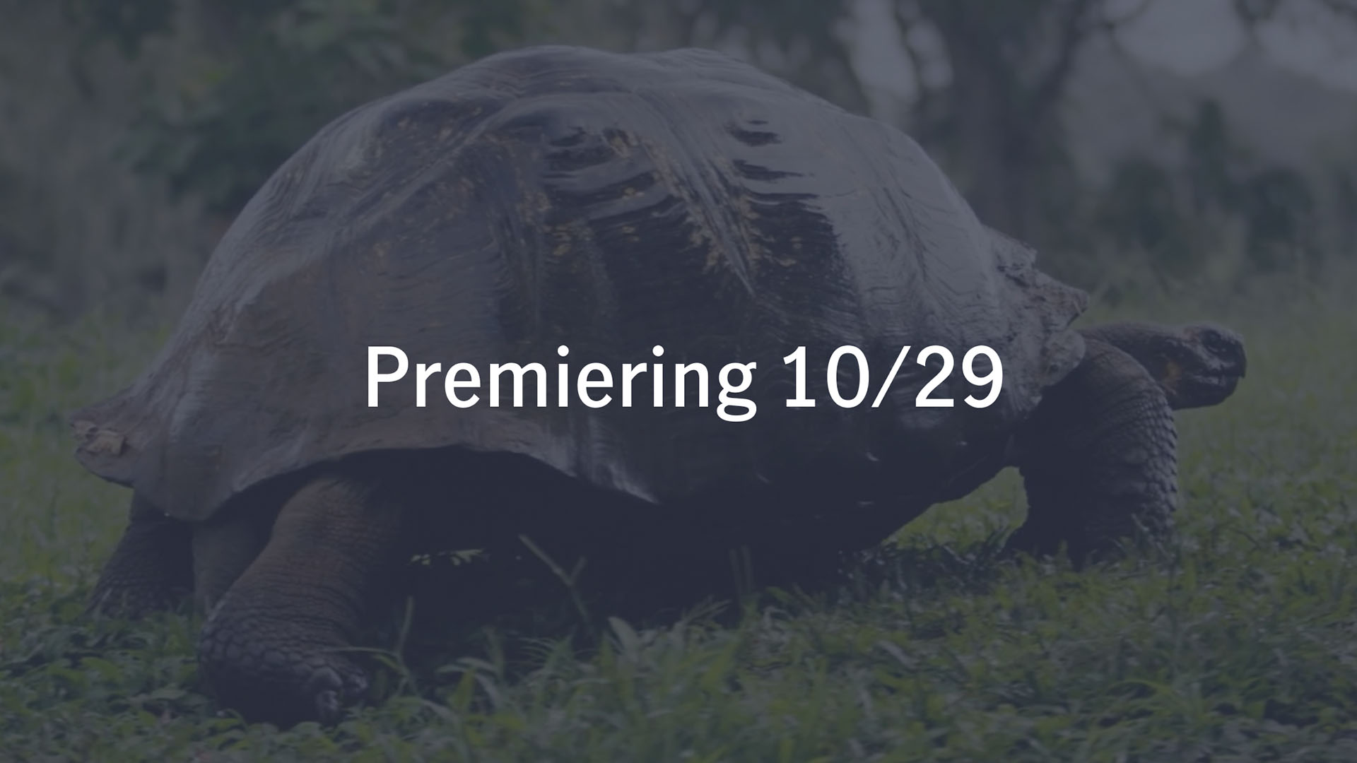 Premiering 10/29